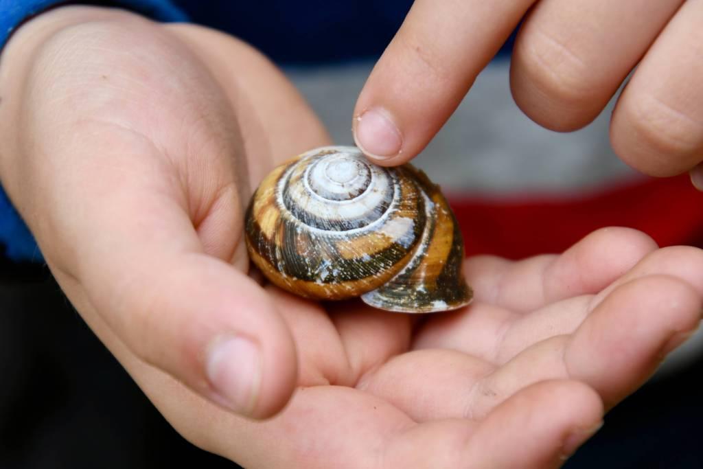 hands-touching-a-snail-shell-2022-11-08-07-48-20-utc
