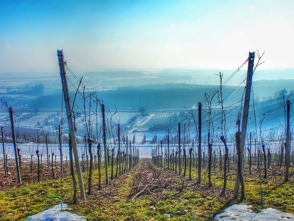 Perspectiva de vinyes feta la poda a l'hivern amb el fons de cel blau de matinada. Gaudim Estel d'Hivern