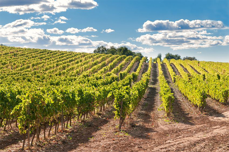 vinyes-copia-300x199